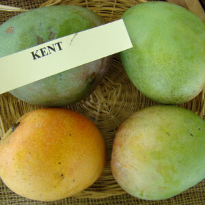 Mexico Mango Kent