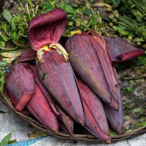 Banana Flower