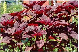 Leaves Red
