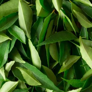 Curry Leaves